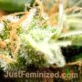 Amnesia Auto by Just Feminized THC Content Potency Strength CBD Height Yield Flowering Time Indica Sativa Genetics