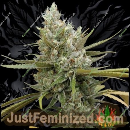 Amnesia Marijuana Strain by Just Feminized For Sale Online at Cannabis Seeds Outlet