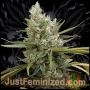 Amnesia Marijuana Strain by Just Feminized For Sale Online at Cannabis Seeds Outlet
