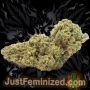 Just Feminized Amnesia Smoke Buds Weed Ganja Skunk Dope Pot Images Pics Nuggets