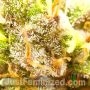 Amnesia by Just Feminized THC Content Potency Strength CBD Height Yield Flowering Time Indica Sativa Genetics