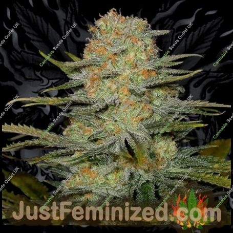 Amnesia CBD Marijuana Strain by Just Feminized For Sale Online at Cannabis Seeds Outlet