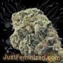 Just Feminized Amnesia CBD Smoke Buds Weed Ganja Skunk Dope Pot Images Pics Nuggets