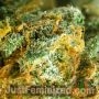 Amnesia CBD by Just Feminized THC Content Potency Strength CBD Height Yield Flowering Time Indica Sativa Genetics