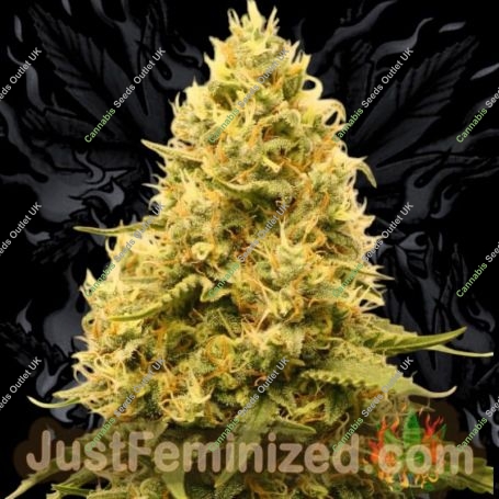 Amnesia Fast V Marijuana Strain by Just Feminized For Sale Online at Cannabis Seeds Outlet