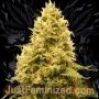 Amnesia Fast V Marijuana Strain by Just Feminized For Sale Online at Cannabis Seeds Outlet