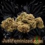 Just Feminized Amnesia Fast V Smoke Buds Weed Ganja Skunk Dope Pot Images Pics Nuggets