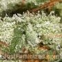 Amnesia Fast V by Just Feminized THC Content Potency Strength CBD Height Yield Flowering Time Indica Sativa Genetics