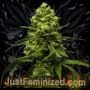 Amnesia Glue Feminized Marijuana Strain by Just Feminized For Sale Online at Cannabis Seeds Outlet