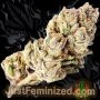 Just Feminized Amnesia Glue Smoke Buds Weed Ganja Skunk Dope Pot Images Pics Nuggets