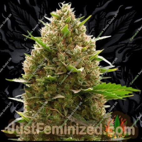 Amnesia Lemon Auto Marijuana Strain by Just Feminized For Sale Online at Cannabis Seeds Outlet