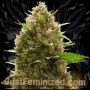 Amnesia Lemon Auto Marijuana Strain by Just Feminized For Sale Online at Cannabis Seeds Outlet