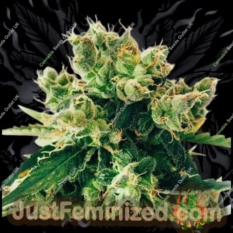 Amnesia Lemon Marijuana Strain by Just Feminized For Sale Online at Cannabis Seeds Outlet
