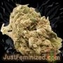Just Feminized Amnesia Lemon Smoke Buds Weed Ganja Skunk Dope Pot Images Pics Nuggets