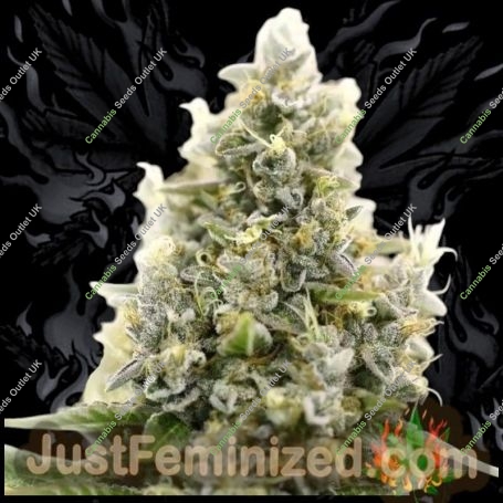 Amnesia Lemon Fast V Marijuana Strain by Just Feminized For Sale Online at Cannabis Seeds Outlet