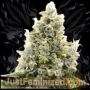 Amnesia Lemon Fast V Marijuana Strain by Just Feminized For Sale Online at Cannabis Seeds Outlet