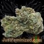 Just Feminized Amnesia Lemon Fast V Smoke Buds Weed Ganja Skunk Dope Pot Images Pics Nuggets