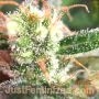 Amnesia Lemon Fast V by Just Feminized THC Content Potency Strength CBD Height Yield Flowering Time Indica Sativa Genetics