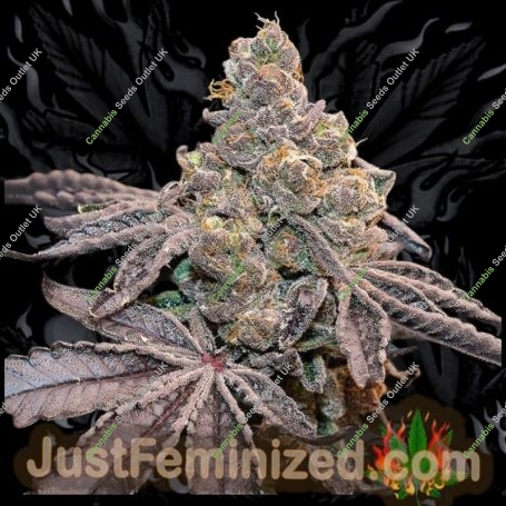 Apple Fritter Auto Marijuana Strain by Just Feminized For Sale Online at Cannabis Seeds Outlet