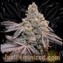 Apple Fritter Auto Marijuana Strain by Just Feminized For Sale Online at Cannabis Seeds Outlet