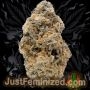 Just Feminized Apple Fritter Auto Smoke Buds Weed Ganja Skunk Dope Pot Images Pics Nuggets