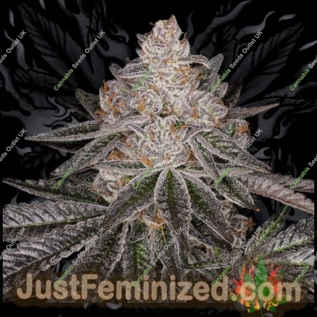 Apple Fritter Marijuana Strain by Just Feminized For Sale Online at Cannabis Seeds Outlet