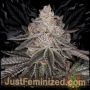 Apple Fritter Marijuana Strain by Just Feminized For Sale Online at Cannabis Seeds Outlet