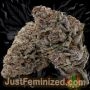 Just Feminized Apple Fritter Smoke Buds Weed Ganja Skunk Dope Pot Images Pics Nuggets