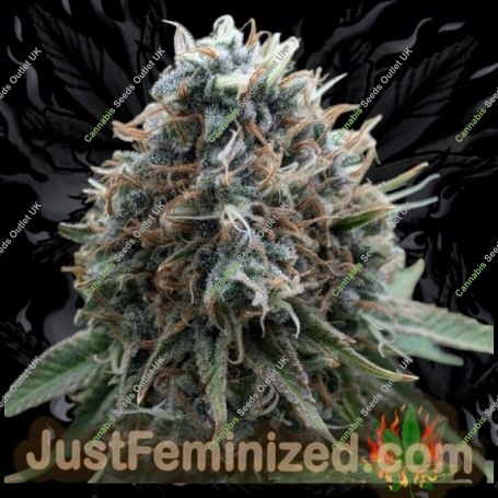 Apple MAC Auto Marijuana Strain by Just Feminized For Sale Online at Cannabis Seeds Outlet