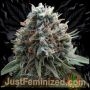 Apple MAC Auto Marijuana Strain by Just Feminized For Sale Online at Cannabis Seeds Outlet
