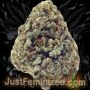 Just Feminized Apple MAC Auto Smoke Buds Weed Ganja Skunk Dope Pot Images Pics Nuggets