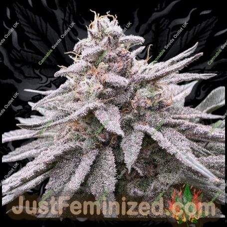 Apple MAC Marijuana Strain by Just Feminized For Sale Online at Cannabis Seeds Outlet