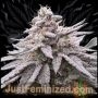 Apple MAC Marijuana Strain by Just Feminized For Sale Online at Cannabis Seeds Outlet