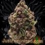 Just Feminized Apple MAC Smoke Buds Weed Ganja Skunk Dope Pot Images Pics Nuggets