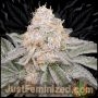 Apple Tartz Auto Marijuana Strain by Just Feminized For Sale Online at Cannabis Seeds Outlet