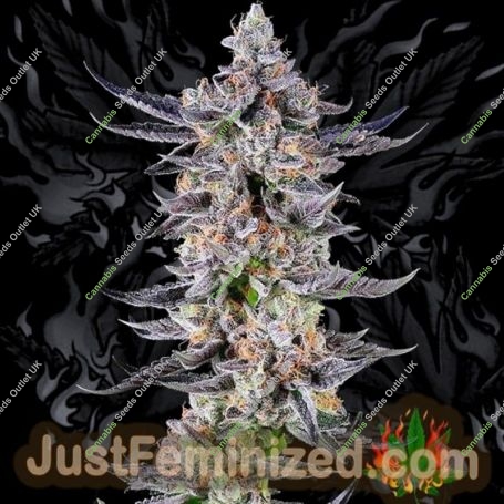 Apple Tartz Marijuana Strain by Just Feminized For Sale Online at Cannabis Seeds Outlet