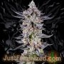 Apple Tartz Marijuana Strain by Just Feminized For Sale Online at Cannabis Seeds Outlet
