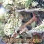 Apple Tartz by Just Feminized THC Content Potency Strength CBD Height Yield Flowering Time Indica Sativa Genetics