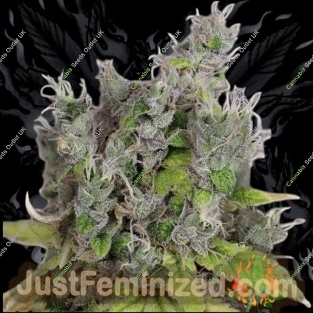 Badazz OG Blueberry Auto Marijuana Strain by Just Feminized For Sale Online at Cannabis Seeds Outlet