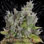 Badazz OG Blueberry Auto Marijuana Strain by Just Feminized For Sale Online at Cannabis Seeds Outlet