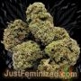 Just Feminized Badazz OG Blueberry Auto Smoke Buds Weed Ganja Skunk Dope Pot Images Pics Nuggets