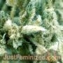Badazz OG Blueberry Auto by Just Feminized THC Content Potency Strength CBD Height Yield Flowering Time Indica Sativa Genetics