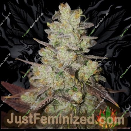 Badazz OG Blueberry Marijuana Strain by Just Feminized For Sale Online at Cannabis Seeds Outlet