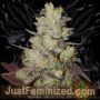 Badazz OG Blueberry Marijuana Strain by Just Feminized For Sale Online at Cannabis Seeds Outlet