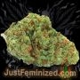 Just Feminized Badazz OG Blueberry Smoke Buds Weed Ganja Skunk Dope Pot Images Pics Nuggets