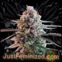 Banana Kush Auto Marijuana Strain by Just Feminized For Sale Online at Cannabis Seeds Outlet