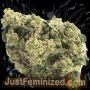 Just Feminized Banana Kush Auto Smoke Buds Weed Ganja Skunk Dope Pot Images Pics Nuggets