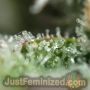 Banana Kush Auto by Just Feminized THC Content Potency Strength CBD Height Yield Flowering Time Indica Sativa Genetics