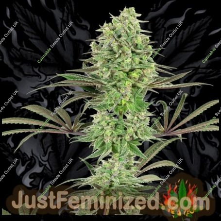 Banana Kush Marijuana Strain by Just Feminized For Sale Online at Cannabis Seeds Outlet