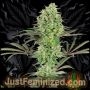 Banana Kush Marijuana Strain by Just Feminized For Sale Online at Cannabis Seeds Outlet